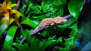 quotGecko Forestquot  Bioactive Terrarium for Crested Gecko  STEP BY STEP [upl. by Eceined]