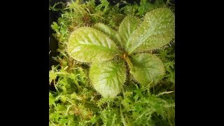 How to grow and propagate Drosera Schizandra [upl. by Alma]