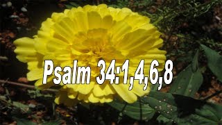 Scripture song Psalms 341468 I will bless the Lord [upl. by Yun856]