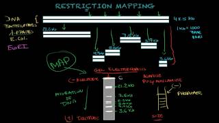 Restriction mapping  Biology tutorial [upl. by Torry]