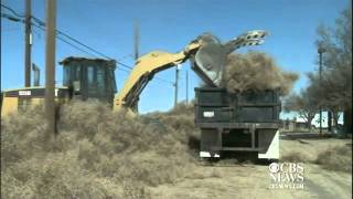 Tumbleweeds bury New Mexico town [upl. by Cyrille]