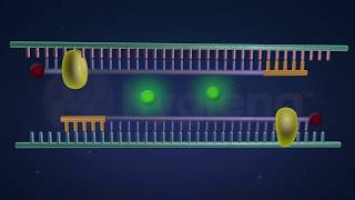 How RealTime and EndPoint PCR Works in the BAX® System [upl. by Mureil]