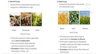 WHAT IS KHARIF CROPS amp RABI CROPS CLASS 8 [upl. by Eedyah]