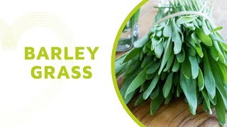 Barley Grass Health Benefits Everything You Should Know About this Superfood [upl. by Virgy669]