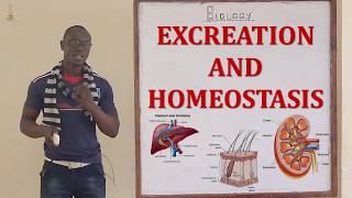 Excretion and Homeostasis Biology Form 2 [upl. by Neerol673]