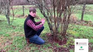 Blueberry Pruning Union [upl. by Nylecoj]