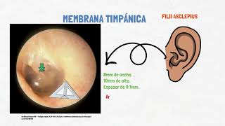 Membrana timpánica  Anatomía y exploración [upl. by Juieta]