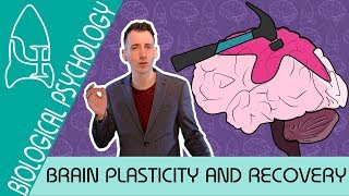 Brain Plasticity and Functional Recovery  Biological Psychology AQA ALevel [upl. by Nabatse]