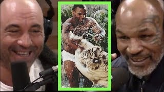 Mike Tyson Explains Why He Got the Tigers  Joe Rogan [upl. by Anirhtak]