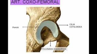 ARTICULACION DE LA CADERA [upl. by Ingaberg]