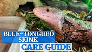 Blue Tongue Skink InDepth Care Guide [upl. by Aicilaf215]