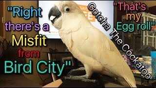 A weird Cockatoo conversationlol subtitled [upl. by Harbed]