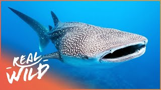 Whale Sharks The Gentle Giants Of The Sea  The Blue Realm  Real Wild [upl. by Oiliruam]