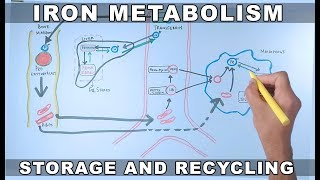 Iron Metabolism  Storage and Recycling [upl. by Ailegave]