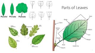 Plant Anatomy and Morphology [upl. by Marga]