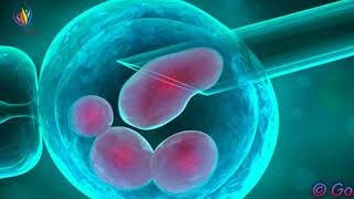 Adult Stem Cells Regeneration Frequency AntiAging amp Regenerate Cells [upl. by Remot]