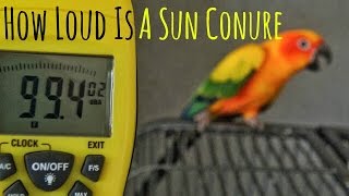 Sun Conure Screaming [upl. by Akimehs644]