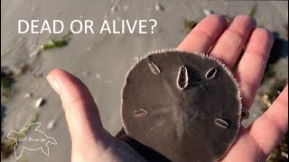 Are Sand Dollars Alive Learn to tell the difference and other interesting facts about Sand Dollars [upl. by Ayekahs870]