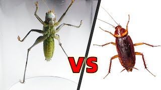 Predatory katydid VS cockroachToo anxious [upl. by Naasah]