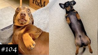 Dachshund Compilation  Funny And Cute Videos [upl. by Nylirehc]