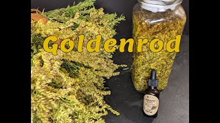 Goldenrod The Benefits amp How to Tincture [upl. by Bina]