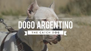 HUNTING WITH DOGO ARGENTINO [upl. by Ahsemrak]