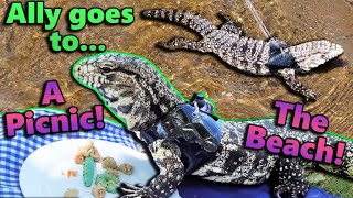 An Adventure with our Tegu Ally [upl. by Marjory100]