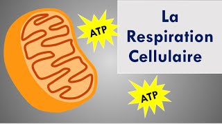 La Respiration Cellulaire [upl. by Michell]