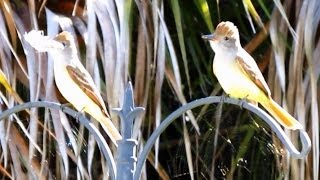 Great Crested Flycatcher Call [upl. by Omixam]