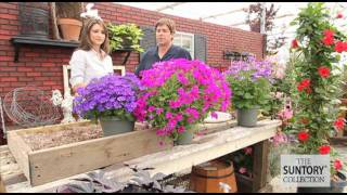 Commercial Grower Tips amp Benefits Senetti Pericallis [upl. by Gough925]