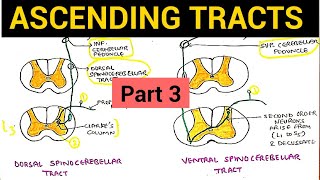 Ascending Tracts  3  Dorsal and Ventral Spinocerebellar Tract [upl. by Gentes]