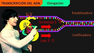 Transcripción del ADN Paso a Paso [upl. by Merchant]