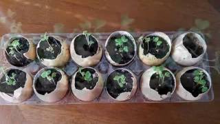 Starting seeds in eggshells [upl. by Suoicserp]