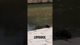 Capivara Canal Campos Macaé RJ [upl. by Elie]