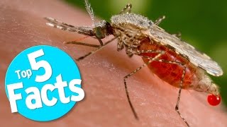 Top 5 Mosquito Facts [upl. by Ehctav]