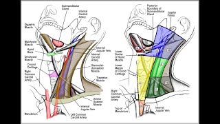 How to check your lymph nodes [upl. by Laubin]