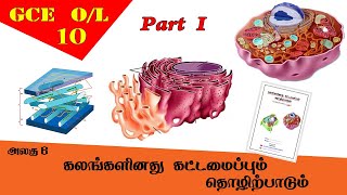 கலம்  Cell structure amp function  Grade 10 Science  GCE OL Tamil Medium [upl. by Ahern862]