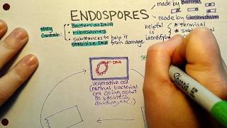 Endospore Sporulation [upl. by Nonaihr]