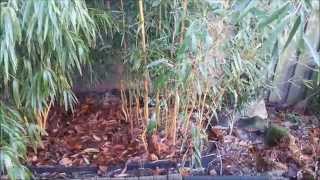 How to plant bamboo rhizomes in a pot [upl. by Moffit]