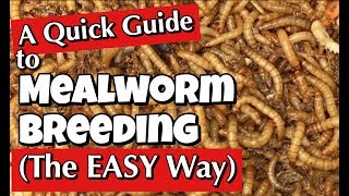 Mealworms A Quick Guide to Breeding the Easy Way [upl. by Nodyarb820]