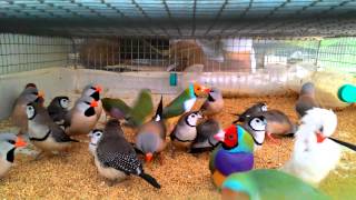 Beautiful Finches in travelling cage [upl. by Ellehcem]