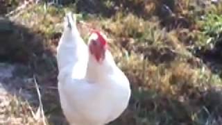 Poule qui chante [upl. by Angelis]