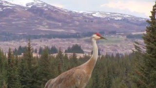 Sandhill Crane Vocalizations [upl. by Zurkow66]