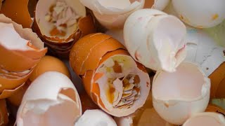 Never Throw Out Your Eggshells And Heres Why [upl. by Eimareg]