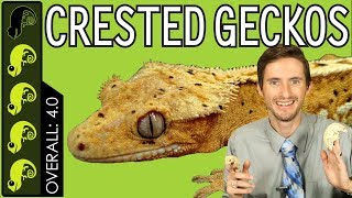 Crested Gecko The Best Pet Reptile [upl. by Ellimac155]