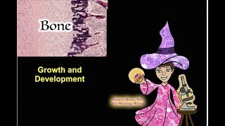 Bone Growth and Development [upl. by Legir]