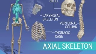 Anatomy and Physiology of Axial Skeleton [upl. by Caines]