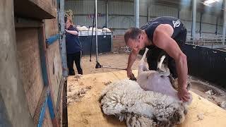 SHEEP SHEARING [upl. by Zehc]