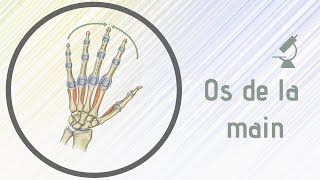 Osteologie  Anatomie des os de la main [upl. by Einhorn8]