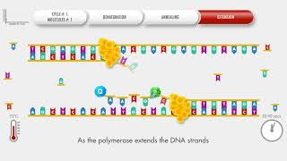 Animated PCR Real Time qPCR procedure [upl. by Ladew]